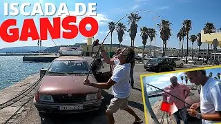 ISCADA DE GANSO PARA A DOURADA POR MIGUEL DE SEQUEIRA LOPES [SURFCASTING].