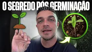 O segredo p&oacute;s germina&ccedil;&atilde;o