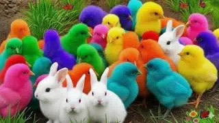 Seru! Ayam Warna Warni, Ayam Rainbow, Ayam Pelangi, Bebek Lucu, Kelinci Lucu, Ikan Koi, Hewan Lucu