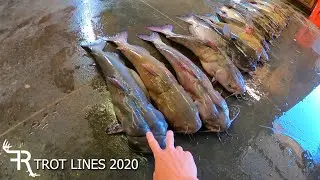 First big catfish run of the year, TROT LINES 2020