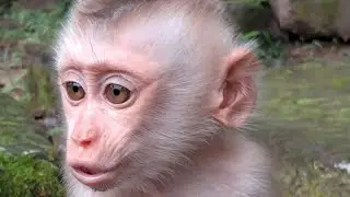 BABY LYNX ! LUNA's BABY LAST | ADORABLE BABY MONKEY CUTE BEAUTIFUL & SMART | VIDEO-BABYMONKEY UHD-4K