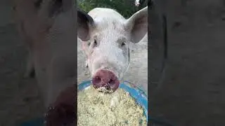 🐄🐔🐷🐐 #farm #cow #pig #goat #chicken