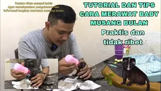 TUTORIAL DAN TIPS CARA MERAWAT BABY MUSANG BULAN AGAR SEHAT / BAYI MUSANG BULAN