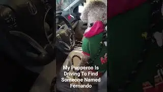 Fusion Gaming 2 Shorts: My Pupperoo Is Driving To Find Someone Named Fernando