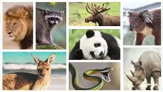 Forest animals for kids | Animal recognition for kids | Wild animals #Animalvoice #AnimalSounds