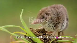 Mind-Blowing Facts: The Tiny World of the Etruscan Shrew!