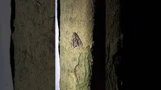 Mothing in the Samuel Wilmot Nature Area, Newcastle, ON in 2020