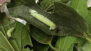 Tawny Emperor Molt