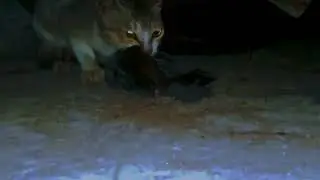 CAT Vs BIRD