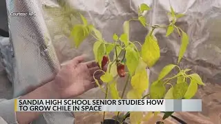 Sandia High School student studying how to grow chile in space