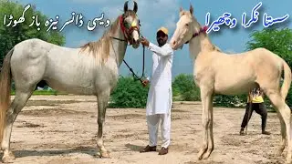 Desi Dancer Neza Baz Ghoda | Desi Bachera & Popular Pets in Pakistan