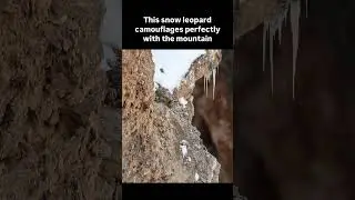 This snow leopard camouflages perfectly with the mountain