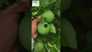Fresh from the farm to your table!  #farming #primefresh #farmfreshgoodness #fruit