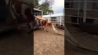 D&Uuml;NYANIN EN B&Uuml;Y&Uuml;K BOYNUZLU &Ouml;K&Uuml;Z&Uuml;🐂🐂 #animals #inek  #buffalo #bull #shorts #short #keşfet #ytshorts