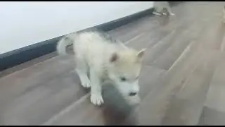 Agouti Siberian Husky Puppies Blue Eyes