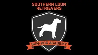 6. Gun Dog Academy (Basics):  Introduction to Gunfire Day 2