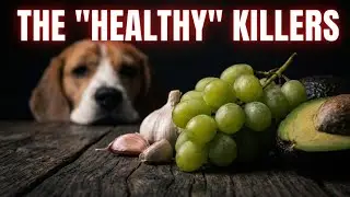 These 'Healthy' Foods Are Actually TOXIC To Dogs! 🤯