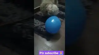 pet dog lover caption #shortvideo #short #viral #dog #pets