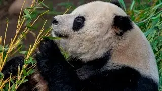 Geriatric Panda Undergoes Cardiac Ultrasound