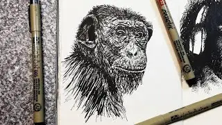 Chimp - Pen & Ink Speed Drawing