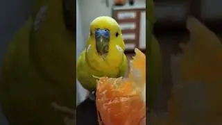 | Limon's eating orange | . love bird status #birds #keşfet #art #monkey #love #like #video #viral