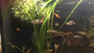 My Xenotoca doadrioi, part 5