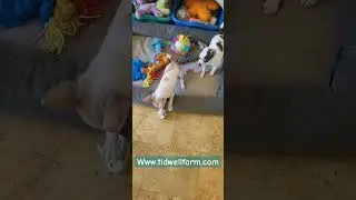 CeeCee & Callie- toys!!!