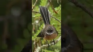 Cute New Zealand Fantail Bird #birds #nature #cutebirds