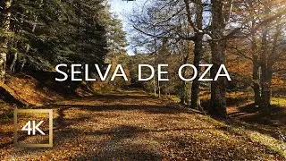 🌾 Selva de Oza 🍂 Experiencia de Oto&ntilde;o en 4K Aragon, Spain 🍂 Binaural Audio 🍂 (Ba&ntilde;o de Bosque)