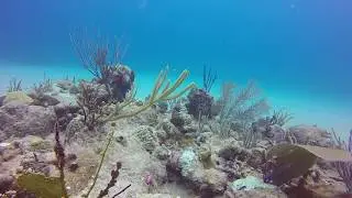 Cane Bay Dive World Oceans Day