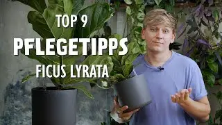 Die 9 WICHTIGSTEN Pflegetipps f&uuml;r deine Geigenfeige (Ficus lyrata) 😲