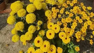 Amazing flower blooming 🌸🌸 || Gach lagan Pran bachan | flower |nursery flower