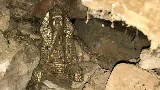 إستخراج تمثال من ذهب داخل منزل قديم/كنز/تحليل الإشارات التكنيزية /البحث على الكنز archéolo/treasure