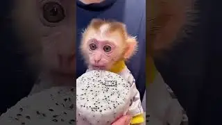 This Baby Monkey Chose Its Human #animals #monkey #cute
