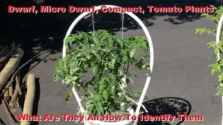 Dwarf, Micro Dwarf, Compact, Tomato Plants | What Are They An How To Identify Them