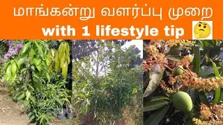 mango tree growing tips||மாங்கன்று‌  வளர்ப்பு முறை with 1 lifestyle tip..!
