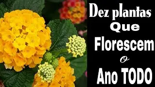 👉DEZ PLANTAS QUE FLORESCEM O ANO TODO 💚🌷🌿///FLORES LINDAS O ANO TODO