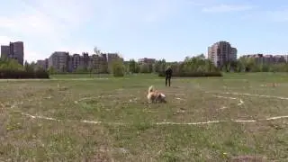 Рекутова Светлана и шелти Шелли и Юта  27.05.2017 Соревнования DREAM GAMES