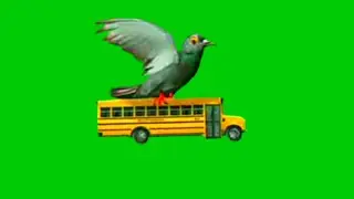 Pigeon Bird Green Screen Effects HD stock video || Chroma key || Crazy Editor