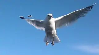 LA  GAVIOTA 