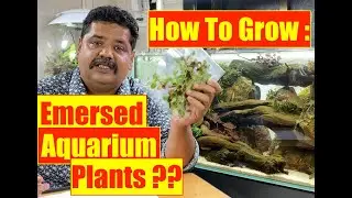 HOW TO GROW: Emersed & Submerged Aquatic Plants | Nature Aquarium plant | Mayur Dev Aquascaper 4K