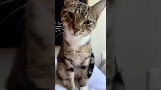 It&rsquo;s very intuitive😂😂 #funny #catts #catvideos #ytcat #pets #cat #cats #cute #fyp #fy #fypシ゚