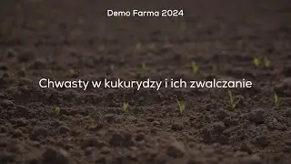 Chwasty w kukurydzy i ich zwalczanie
