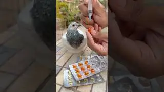 Want more fertile pigeon eggs? This is the secret 💊🕊️ #kalapati #pigeon #kabootar #eggfertility