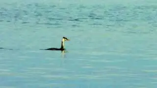 Great Crested Grebe, Svasso maggiore (Podiceps cristatus)