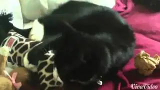 Kitty Cat Capers: Kickeroo