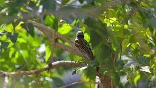 House Sparrow - Pune - Maharashtra
