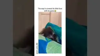 You will not believe What's hiding in the log. #dailyanimals #cuteanimalsdaily #bestanimalshorts
