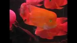 Super King Kong Parrot/Red Mammon