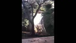 Cane curioso
